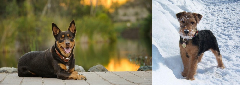 Welsh Terrier vs Australian Kelpie - Breed Comparison