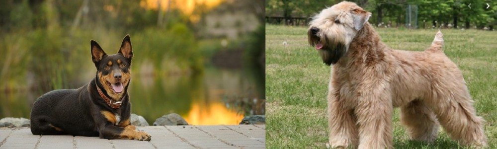Wheaten Terrier vs Australian Kelpie - Breed Comparison