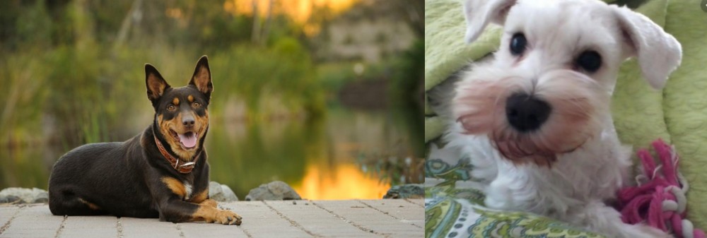White Schnauzer vs Australian Kelpie - Breed Comparison