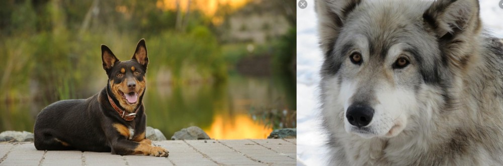 Wolfdog vs Australian Kelpie - Breed Comparison