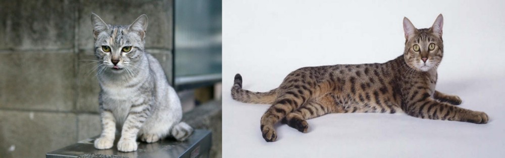 California Spangled Cat vs Australian Mist - Breed Comparison