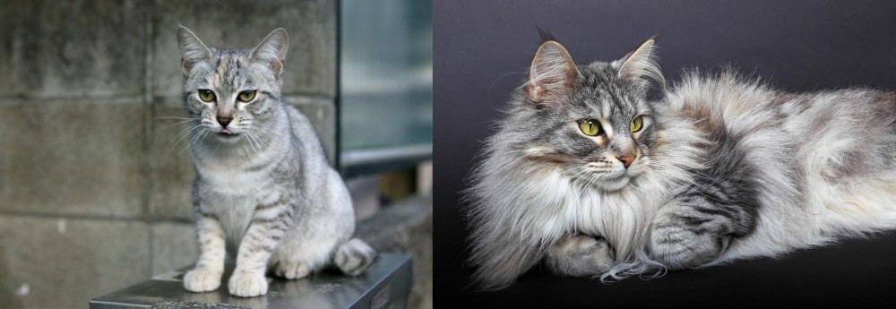 Domestic Longhaired Cat vs Australian Mist - Breed Comparison