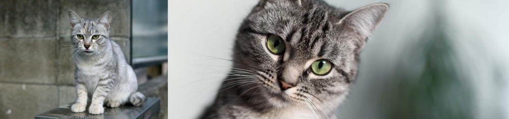 Domestic Shorthaired Cat vs Australian Mist - Breed Comparison