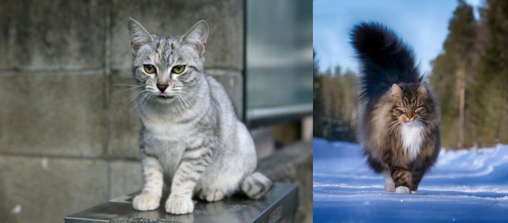 Norwegian Forest Cat vs Australian Mist - Breed Comparison