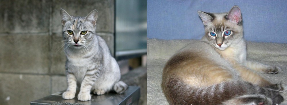 Tiger Cat vs Australian Mist - Breed Comparison