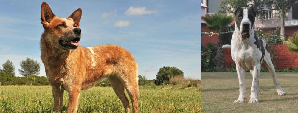 Alangu Mastiff vs Australian Red Heeler - Breed Comparison