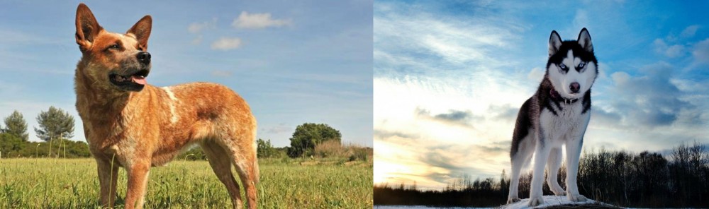 Alaskan Husky vs Australian Red Heeler - Breed Comparison