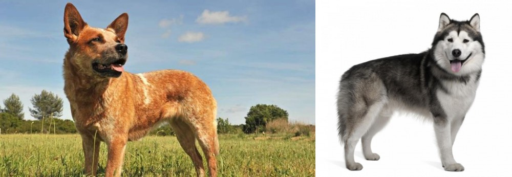 Alaskan Malamute vs Australian Red Heeler - Breed Comparison