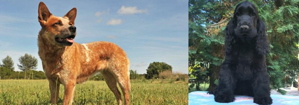 American Cocker Spaniel vs Australian Red Heeler - Breed Comparison