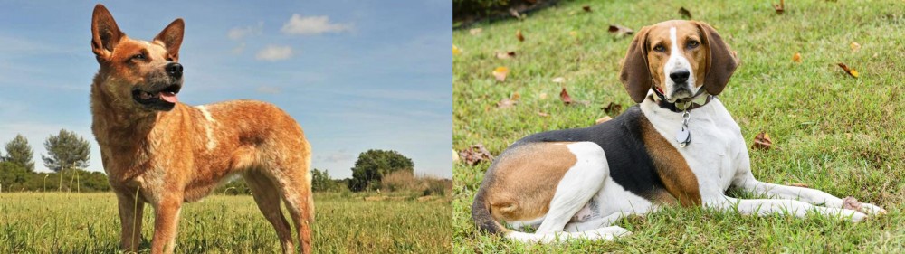 American English Coonhound vs Australian Red Heeler - Breed Comparison