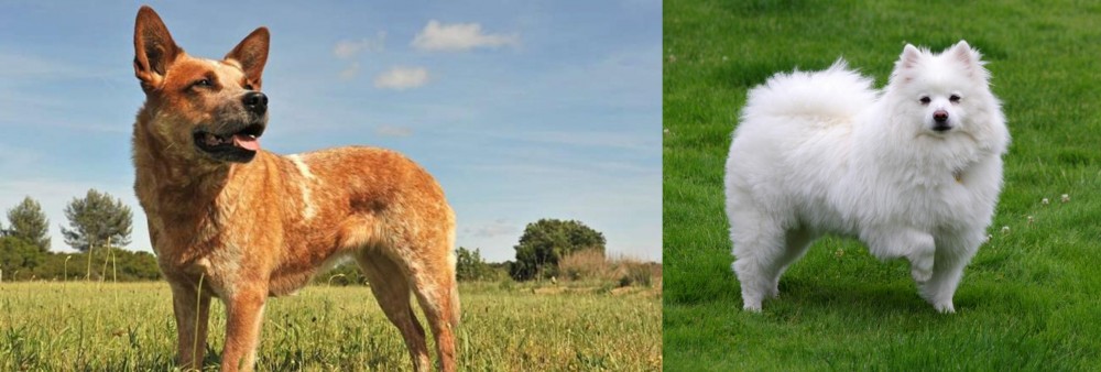 American Eskimo Dog vs Australian Red Heeler - Breed Comparison