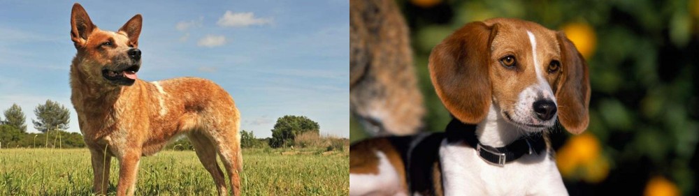 American Foxhound vs Australian Red Heeler - Breed Comparison