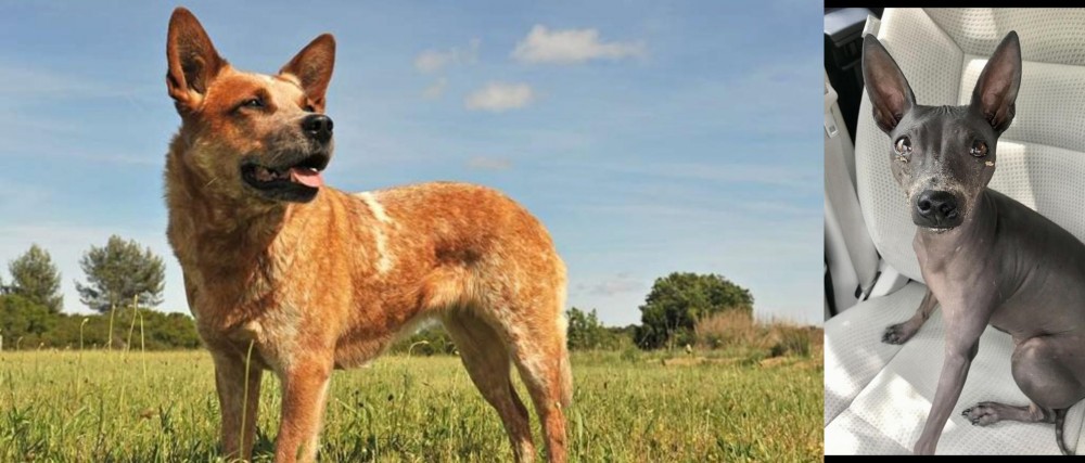 American Hairless Terrier vs Australian Red Heeler - Breed Comparison