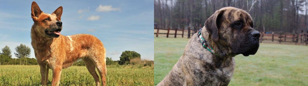 American Mastiff vs Australian Red Heeler - Breed Comparison