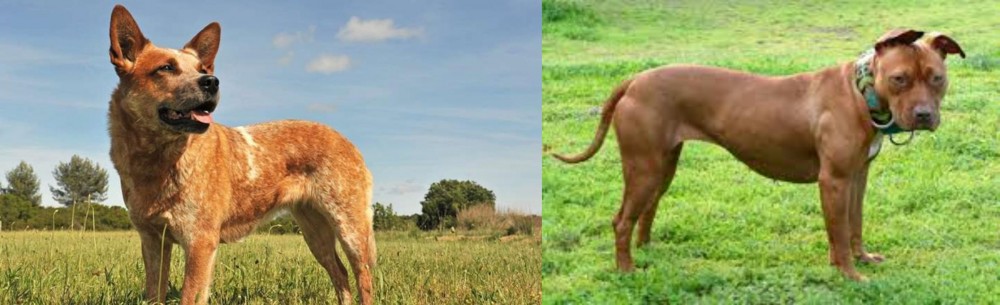 American Pit Bull Terrier vs Australian Red Heeler - Breed Comparison