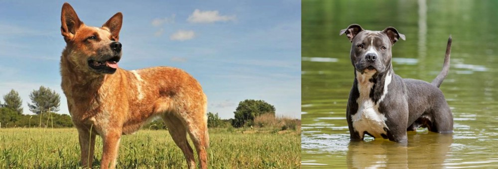 American Staffordshire Terrier vs Australian Red Heeler - Breed Comparison