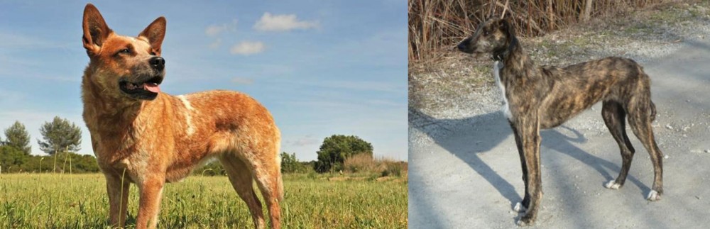 American Staghound vs Australian Red Heeler - Breed Comparison