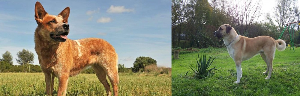 Anatolian Shepherd vs Australian Red Heeler - Breed Comparison