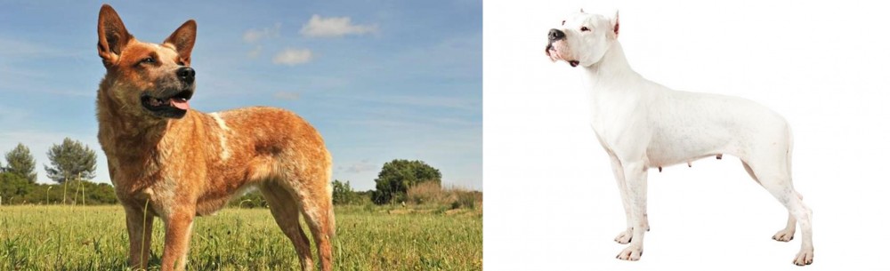 Argentine Dogo vs Australian Red Heeler - Breed Comparison
