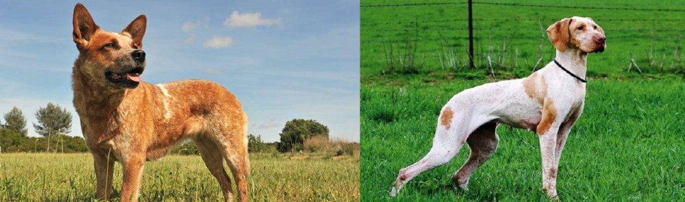 Ariege Pointer vs Australian Red Heeler - Breed Comparison