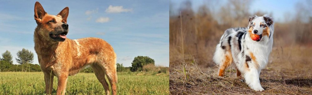 Australian Shepherd vs Australian Red Heeler - Breed Comparison