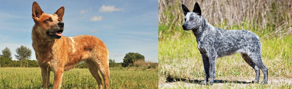 Australian Stumpy Tail Cattle Dog vs Australian Red Heeler - Breed Comparison