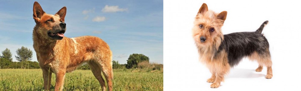 Australian Terrier vs Australian Red Heeler - Breed Comparison