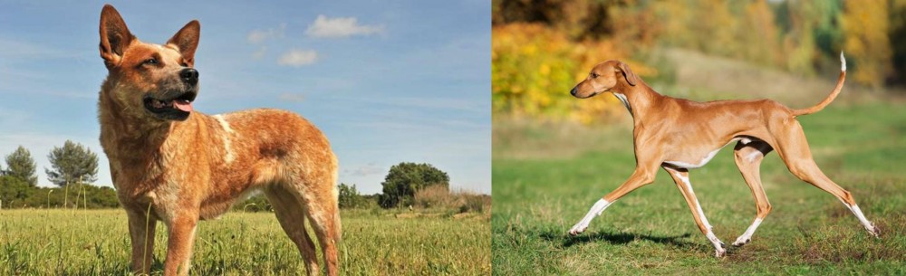 Azawakh vs Australian Red Heeler - Breed Comparison
