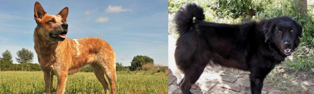 Bakharwal Dog vs Australian Red Heeler - Breed Comparison