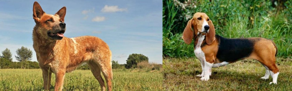 Basset Artesien Normand vs Australian Red Heeler - Breed Comparison