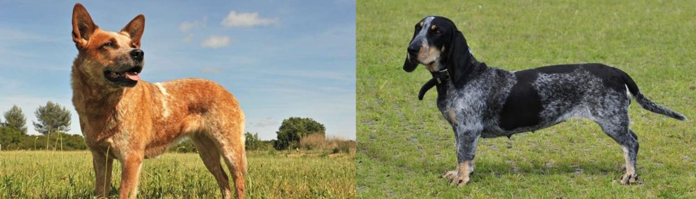 Basset Bleu de Gascogne vs Australian Red Heeler - Breed Comparison