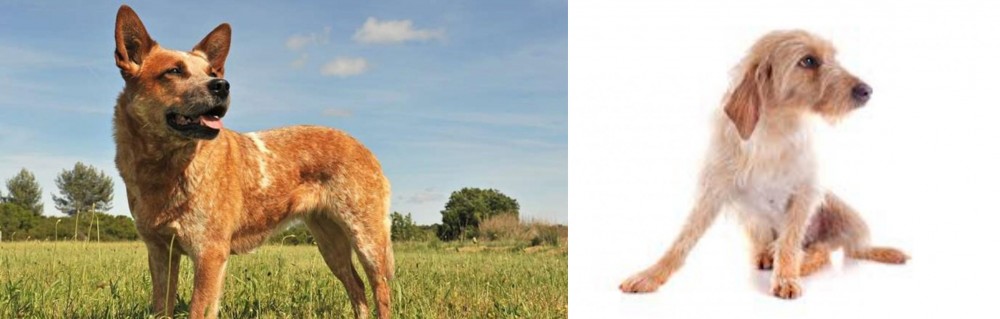 Basset Fauve de Bretagne vs Australian Red Heeler - Breed Comparison
