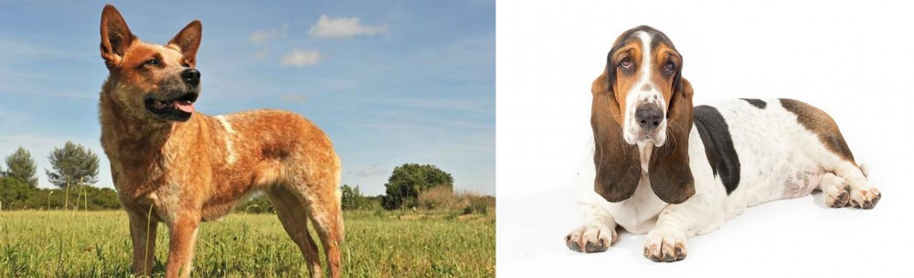 Basset Hound vs Australian Red Heeler - Breed Comparison