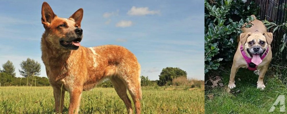 Beabull vs Australian Red Heeler - Breed Comparison