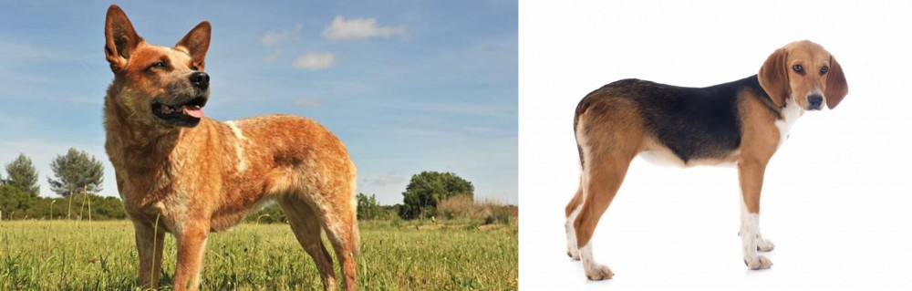 Beagle-Harrier vs Australian Red Heeler - Breed Comparison