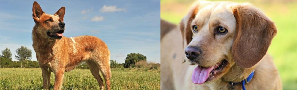 Beago vs Australian Red Heeler - Breed Comparison