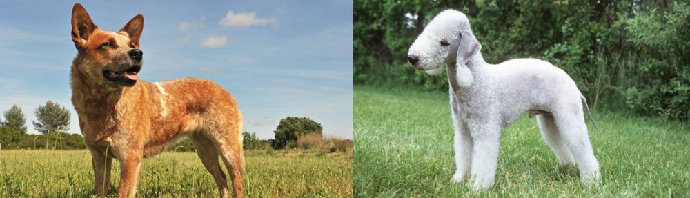 Bedlington Terrier vs Australian Red Heeler - Breed Comparison