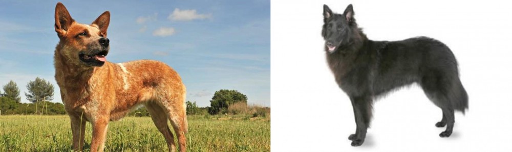 Belgian Shepherd vs Australian Red Heeler - Breed Comparison