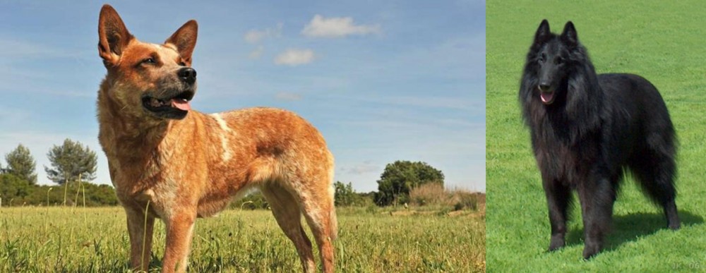 Belgian Shepherd Dog (Groenendael) vs Australian Red Heeler - Breed Comparison
