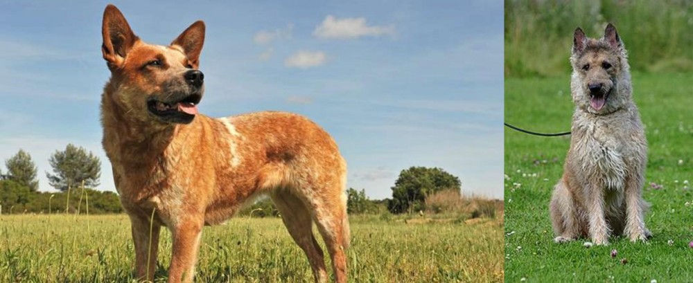 Belgian Shepherd Dog (Laekenois) vs Australian Red Heeler - Breed Comparison