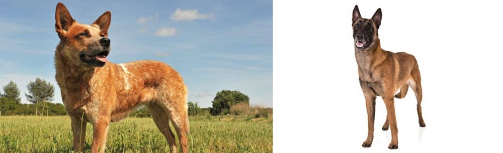 Belgian Shepherd Dog (Malinois) vs Australian Red Heeler - Breed Comparison