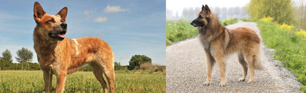 Belgian Shepherd Dog (Tervuren) vs Australian Red Heeler - Breed Comparison