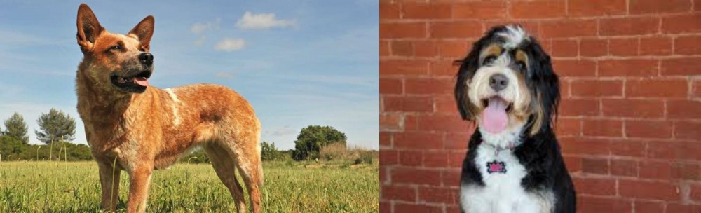 Bernedoodle vs Australian Red Heeler - Breed Comparison