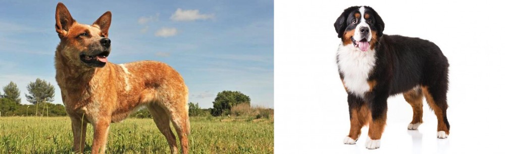Bernese Mountain Dog vs Australian Red Heeler - Breed Comparison