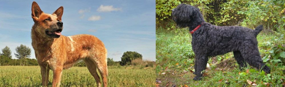 Black Russian Terrier vs Australian Red Heeler - Breed Comparison