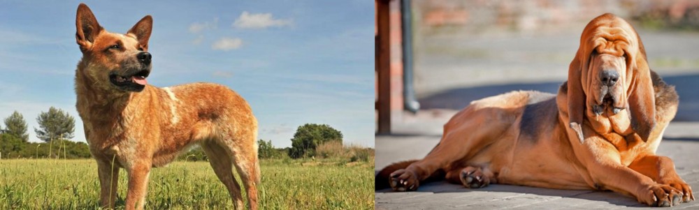 Bloodhound vs Australian Red Heeler - Breed Comparison