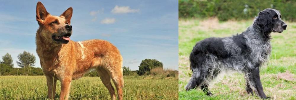 Blue Picardy Spaniel vs Australian Red Heeler - Breed Comparison