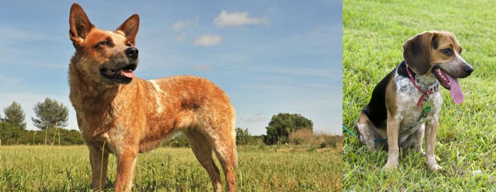 Bluetick Beagle vs Australian Red Heeler - Breed Comparison