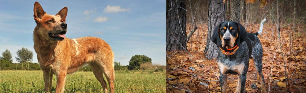 Bluetick Coonhound vs Australian Red Heeler - Breed Comparison
