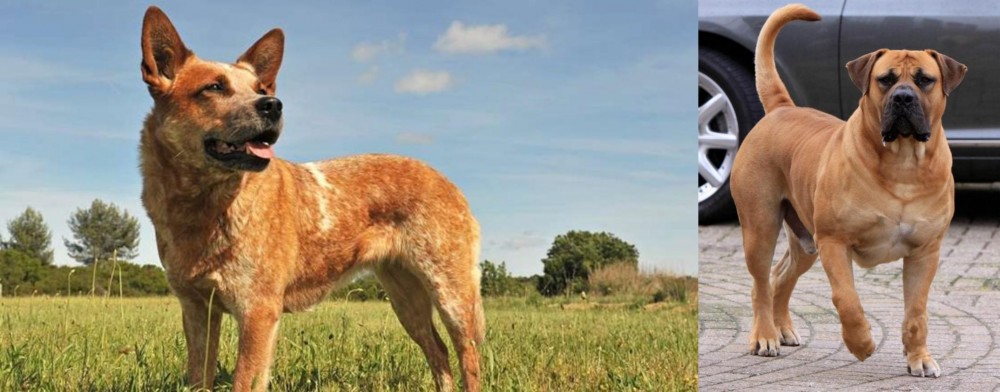 Boerboel vs Australian Red Heeler - Breed Comparison